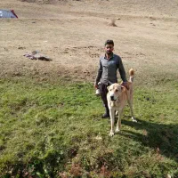 سگ سراب اصیل