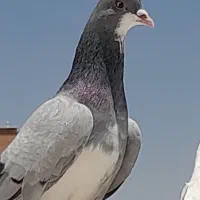 کبوتر دمگیر