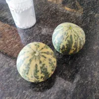 هندوانه ابوجهل ( حنظل)