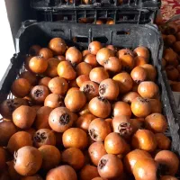 ازگیل