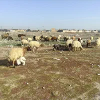 میش و بره عربی|حیوانات مزرعه|دزفول, |دیوار