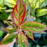 انواع آگلونما رنگی