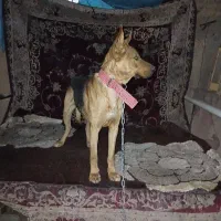 سگ ژرمن دوبرمن|سگ|پاکدشت, پارچین|دیوار