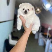 پامرانین سایز ریزتضمینی|سگ|کرج, گوهردشت|دیوار