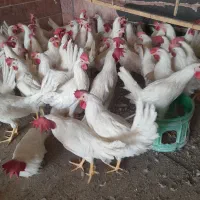 خروس ومرغ ماشینی جهت تخم وقربانی