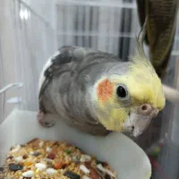 گمشده