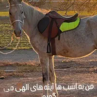 فروش اسب به صورت چکی|اسب و تجهیزات اسب‌سواری|تهران, حر|دیوار