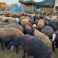 گله گوسفند میش افشاری بره