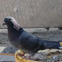 ۸ عدد کبوتر امتحان پس داده