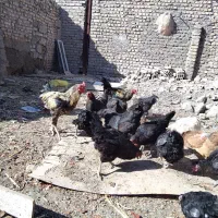 مرغ سیاه محلی تخم گذار و برای خون کردن