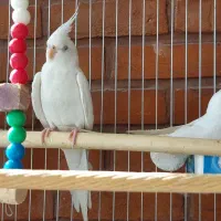 سه تا عروس هلندی آلبینو|پرنده|لواسان, |دیوار