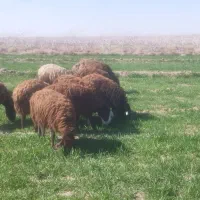 بره هترو|حیوانات مزرعه|نیشابور, فردوسی جنوبی|دیوار