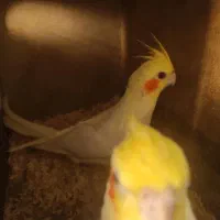 عروس هلندی مولد|پرنده|مشکین‌دشت, |دیوار