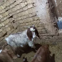 یک عددبزبه فروش میرسدقیمت دوازده میلیون