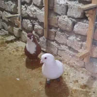 کفتر بوم پرشی