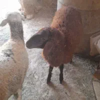 بره نر
