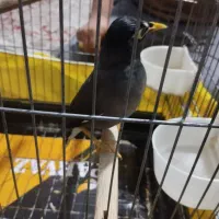 مینا سخنگو|پرنده|پاکدشت, پاکدشت (مامازند)|دیوار