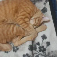 واگذاری گربه بامزه و شیطون و حرف گوش کن