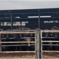 فروش۵۷راس  گاومیش نر