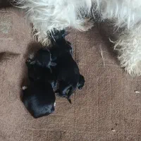 سگ پاکوتاه|سگ|ماکو, |دیوار