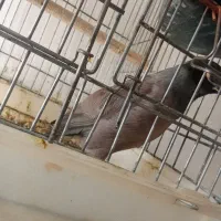 مرغ مینا|پرنده|مرودشت, فرهنگ|دیوار