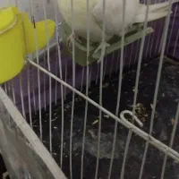 ‌عروس هلندری نر کار