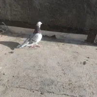 دو عدد کبوتر نر|پرنده|شیروان (خراسان), |دیوار