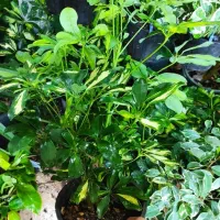 گل و گیاه مهران تخفیف ویژه روز مادر|گل و گیاه طبیعی|بیرجند, |دیوار