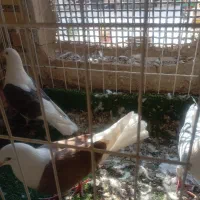 کبوتر تهرانی دو کت 3عدد ،2ماده.1نر