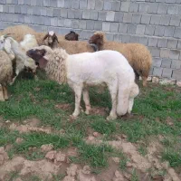 شک ورن سنجابی