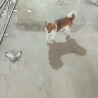 سگ.
