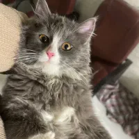 گربه گمشده|گربه|حمیدیا, |دیوار