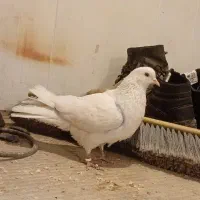 کفتر یا کبوتر|حیوانات|آبیک, |دیوار