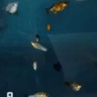 آف ویژه و فروش زمستانه ماهی سالن پرورش بهزادآکوا|ماهی|مشهد, کوی راد|دیوار