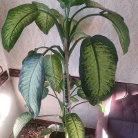 گل طبیعی|گل و گیاه طبیعی|ثلاث باباجانی, |دیوار