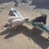 بره نر وبزغاله نر