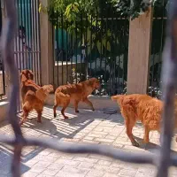 مولد گلدن سگ گلدن رتریور|سگ|تهران, جمهوری|دیوار