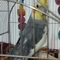 عروس هلندی و مرغ لاری