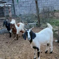 بگوسفند بز دوقلوزا آبستن با دو بزغاله|حیوانات مزرعه|چمستان, |دیوار