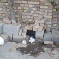 حیوان خانگی باحوش|موش و خرگوش|ارومیه, |دیوار