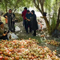 سر کارگر چیدن انواع میوه چینی  حبوبات و..