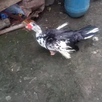 اردک مسکویی نر