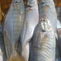 فروش ماهی میگو
