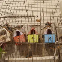 فنچ نر وماده  با لغ