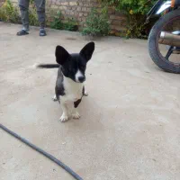 کسی خواست پیام بده