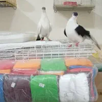 عبایی دمبی|پرنده|اندیمشک, |دیوار