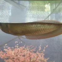 آروانا سیلور|ماهی|رفسنجان, |دیوار