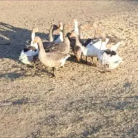 غاز محلی اصیل