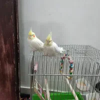 اکبرآباد فروش عروس هلندی سخنگو