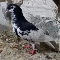 کبوتر یال گلدار|پرنده|نورآباد ممسنی, |دیوار